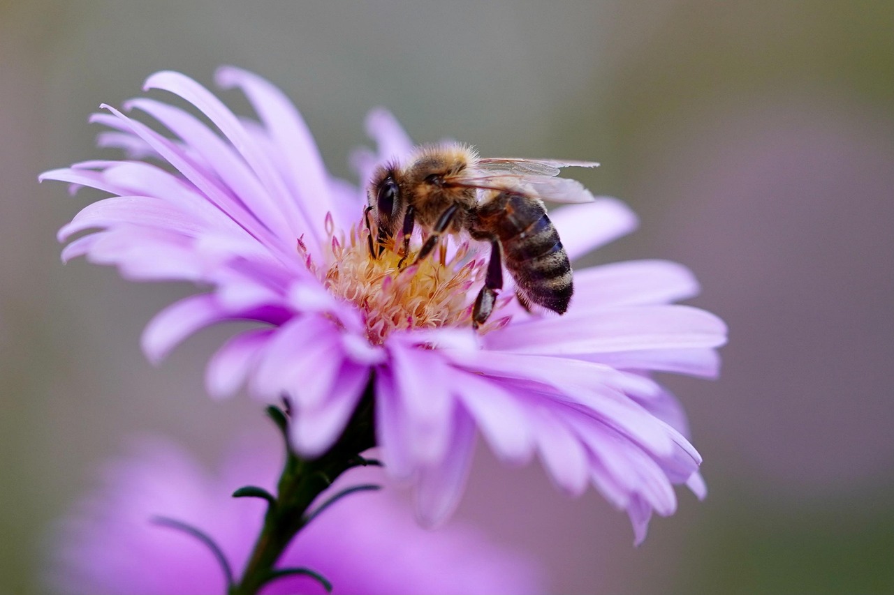 bee 5618012 1280