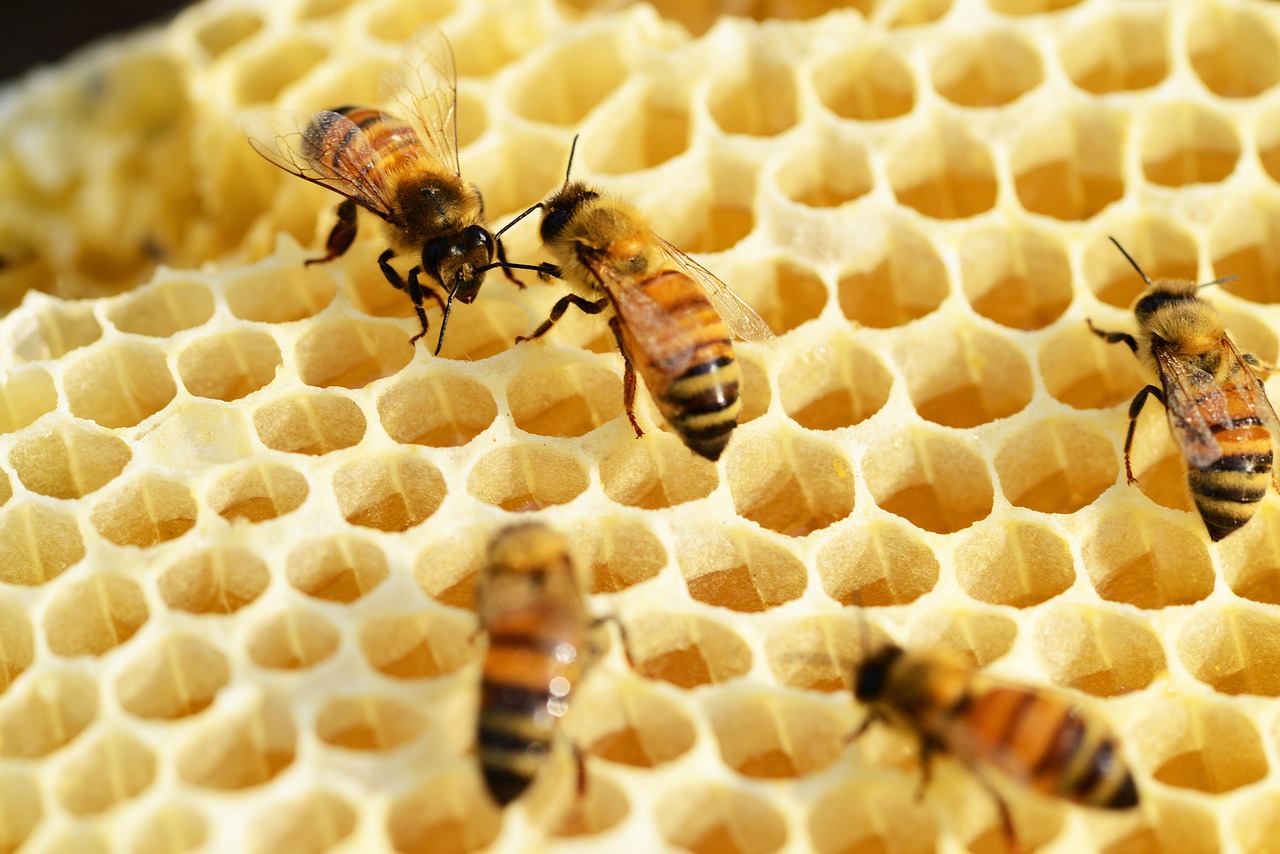 bees 352206 1280