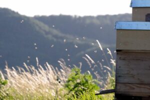 honey bee 4270231 1280
